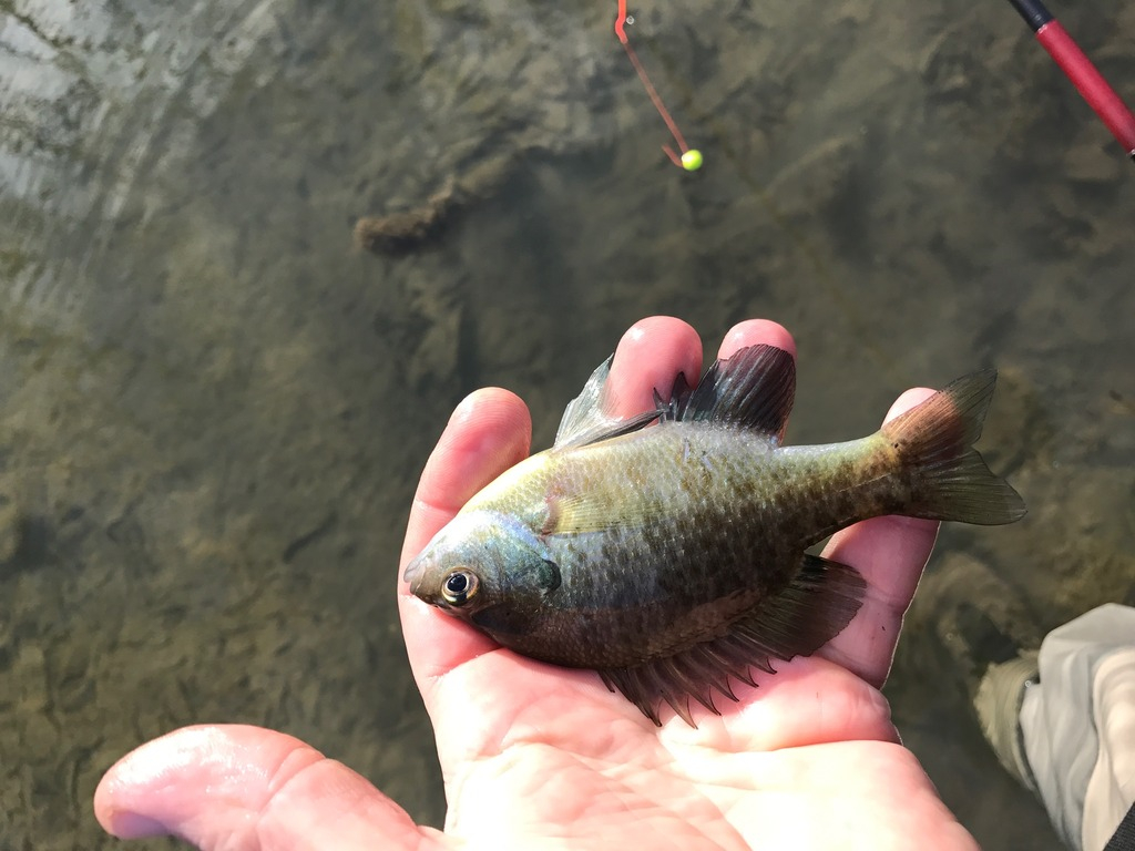 Ultralight Fly Fishing • Round 2 at Sulphur Creek, Lampasas TX